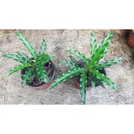 Velvet calathea / Calathea rufibarba blue grass / Goeppertia rufibarba Blue Grass