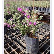 MOVEE - Real live plant [Leucophylum frutescens］红花玉芙蓉 Texas sage