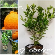 Bibit pohon buah jeruk dekopon