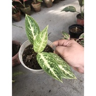 ❍✸Local &amp; Thai Aglaonema Varieties