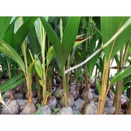 BENIH KELAPA MATAG (BERKUALITI TINGGI/BESAR/ORIGINAL)