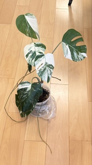 日本白斑龜背竹