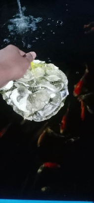 kerang oyster/oyster Shell 1 kg sudah di kemas