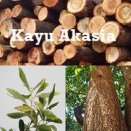 Pokok Akasia Acacia mangium (Benih Kayu Balak &amp; Bunga Kelulut)