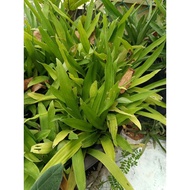 ANAK POKOK SITI KHADIJAH / RUMPUT SITI KHADIJAH / RUMPUT BEIJING / ANAK POKOK BEIJING