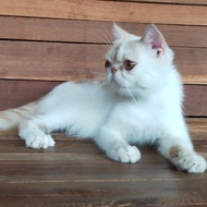 kucing peaknose exotic (sold 14-10-2021)