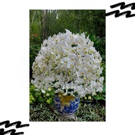 Anggrek Bulan Dewasa Isi 30 Pohon Warna Putih Pot Keramik