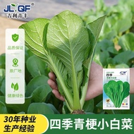 [Local Growing] Four Seasons Cabbage Seeds Cabbage Seeds Cabbage Seeds Spring Autumn Balcony Instant
