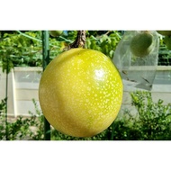 Panama Golden Passion Fruit Seed 巴拿马黄金百香果种子