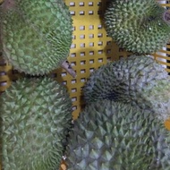 READY STOK Buah Durian Musangking / Musang King Malaysia Utuh REDAY