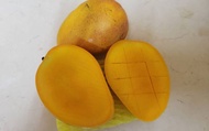 【纖維少、香氣濃郁的香水芒果 10斤裝】蜜芒果有土芒果的香 愛文的甜蜜