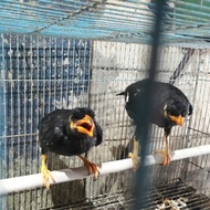 BURUNG BEO ANAKAN LOLOHAN