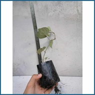 ⊙ ● ⇨ Native Paminta | Black Pepper Live Plant | Rooted cuttings