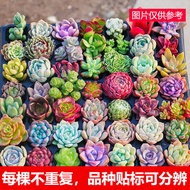 Succulent Plants Pot Combination Succulent Pot Plant Planted Succulent Pot Flower Indoor Ruby Jade Dew Luxury Succulent