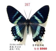 ★蟲新發現╭○-○╮蝴蝶標本A1~ 青帶藍燕蛾  展翅 8CM  產地：印尼