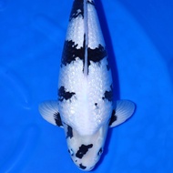 ikan koi jumbo import serti Tosai bulky ukuran 25 cm shiro utsuri