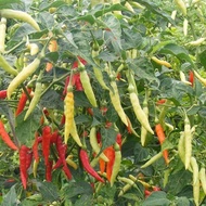 15 BIJI BIBIT BENIH CABE SETAN/ CABE SETAN PEDAS CABE CAPLAK