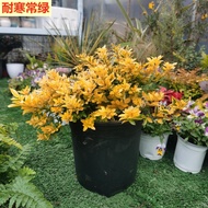 Golden Leaf Yellow Begonia Courtyard Balcony New Product Foliage Flower Potted Plant Perennial Cold 