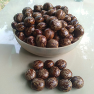 Biji Karet 1 kg Bibit Unggul Murah