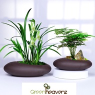 GHZ- Purple Clay Orchid Flower Pot New Creative Asparagus Green Plant Pot Ceramic