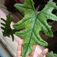 Alocasia Jacklyn Dewasa "1 Leaf"