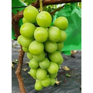 Bibit Anggur Jupiter Premium Benih Buah Anggur Jupiter Bibit Tanaman Anggur Hijau Merah Import Berku
