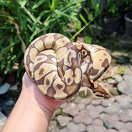 Ball python morph enchi ular bola