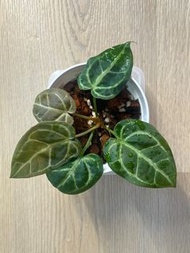 Anthurium Crystallinum hybrid 撕裂紋水晶花燭 / 雜交特徵: 撕裂紋, 圓葉, 有粉葉脈 / 葉60CM / update 2026.09.02