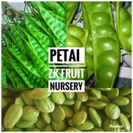 Anak pokok petai hybrid