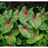 ArisSu Lucky Shop Home Garden My Thailand Caladium/นกกระทา