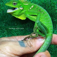 Bronchocela Jubata/Bunglon surai