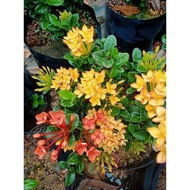 Pokok Bunga Ixora Thai Ixora Maui Red ixora oren merah kuning pokok bunga hiasan