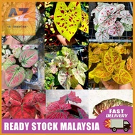 Caladium bicolor houseplant, Keladi warna mix