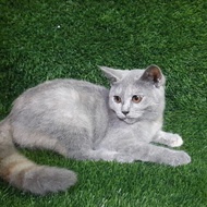 kucing British shorthair betina indukan short hair