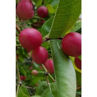 anak pokok buah asam renda/ asam caranda/ Carissa carandas