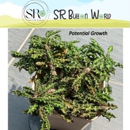 1 Stalk 10cm+- Euphorbia Decaryi 'Mini Coconut Tree' Succulent 皱叶麒麟 (Randomly pick by seller)