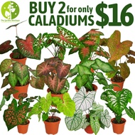 [Local Seller] Bundle 2 Caladium Houseplant Indoor/Outdoor Plants/Beautiful Foliage | The Garden Boutique - Live Plants