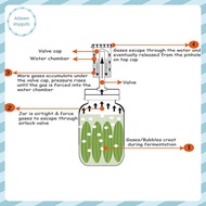 Adfz Wide Mouth Mason Jar Fermentation Lid Air Valve Set Mason Jar Fermenting Lid Fermentation Kit F