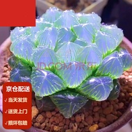 Plants that are truly alive 活着的植物Moyi【Door-to-Door Delivery】Jade Dew Succulent Plant Twelve Rolls of
