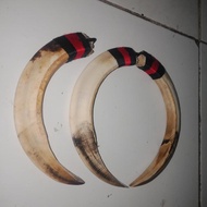 TARING BABI 16 CM ASLI KALIMANTAN