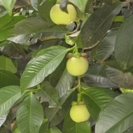 Anak POKOK MANGGIS MESTER / Pokok Manggis Mesta hybrid