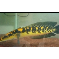 - ikan chana yellow sentarum sz 20-23 cm +