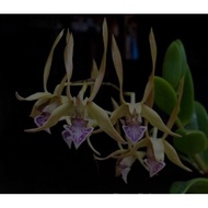 Anggrek Dendrobium Bicaudatum Dewasa