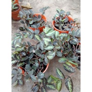 POKOK WATERMELON BEGONIA/POKOK GANTUNG