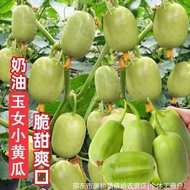 Little Cucumber Seeds Golden Boy Jade Girl Fruit Mini Cucumber Seed Seeds Vegetables Daquan Balcony 