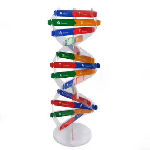Human DNA Models Double Helix Science Toys Popularization Teaching Learning Education Toys For Child