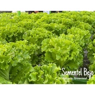 New Benih Bibit Selada Import SEMENTEL Bejo Seed (100 biji)