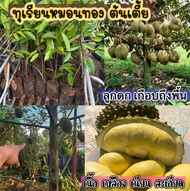 ทุเรียนหมอนทองต้นเตี้ย ปลูกง่ายโตไว ปลูก 3 ปี ติดผล ติดดอก ต้นพันธุ์สูง 60 ซมใเนื้อเยอะเปลือกบาง กลิ