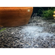 Bio Boost | Microbial Powder for Biofilm Production | Bacter AE Alternative 20 Grams