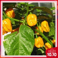 10pcs seeds @quarter fruit Offer Yellow Habanero FRESH SEEDS